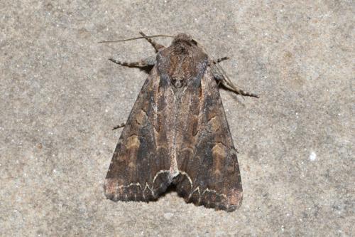 Réf. 210 816 : Lacanobia suasa
